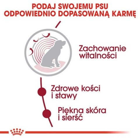 Royal Canin Medium Ageing 10+ karma sucha dla psów dojrzałych po 10 roku życia, ras średnich 15kg Royal Canin Medium Ageing 10+ karma sucha dla psów dojrzałych po 10 roku życia, ras średnich 15kg