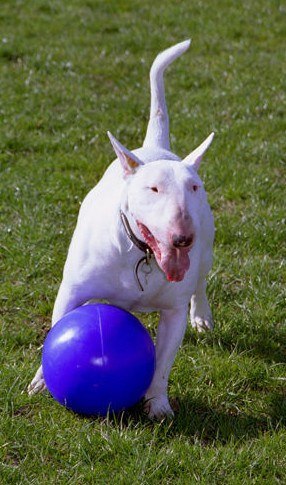 Boomer Ball L - 8" / 20cm niebieska Boomer Ball L - 8" / 20cm niebieska