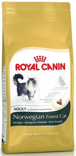 Royal Canin Norvegian Forest Cat Adult karma sucha dla kotów dorosłych rasy norweski leśny 400g Royal Canin Norvegian Forest Cat Adult karma sucha dla kotów dorosłych rasy norweski leśny 400g