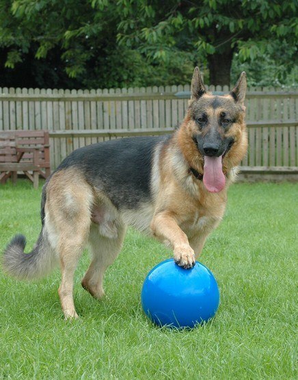 Boomer Ball L - 8" / 20cm niebieska Boomer Ball L - 8" / 20cm niebieska