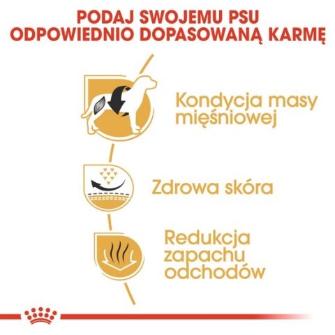 Royal Canin French Bulldog Adult karma sucha dla psów dorosłych rasy buldog francuski 1,5kg Royal Canin French Bulldog Adult karma sucha dla psów dorosłych rasy buldog francuski 1,5kg
