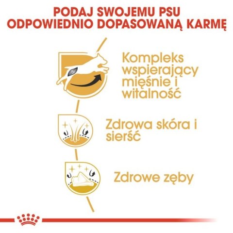 Royal Canin Jack Russell Terrier Adult karma sucha dla psów dorosłych rasy jack russell terrier 500g Royal Canin Jack Russell Terrier Adult karma sucha dla psów dorosłych rasy jack russell terrier 500g