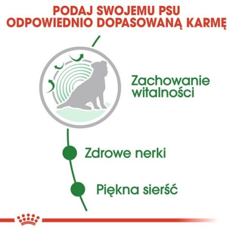 Royal Canin Mini Ageing karma mokra w sosie dla psów dojrzałych po 8 roku życia, ras małych saszetka 85g Royal Canin Mini Ageing karma mokra w sosie dla psów dojrzałych po 8 roku życia, ras małych saszetka 85g