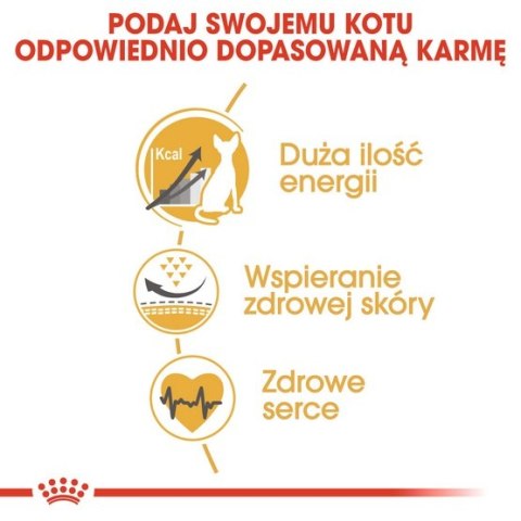 Royal Canin Sphynx Adult karma sucha dla kotów dorosłych rasy sfinks 2kg Royal Canin Sphynx Adult karma sucha dla kotów dorosłych rasy sfinks 2kg