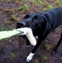 Dingo Zabawka dla psa - Szarpak Wełna owcza z rączką bungee zielony