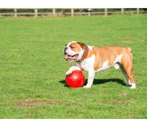 Boomer Ball M - 6" / 15cm czerwona Boomer Ball M - 6" / 15cm czerwona