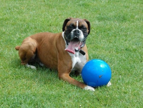 Boomer Ball M - 6" / 15cm niebieska Boomer Ball M - 6" / 15cm niebieska