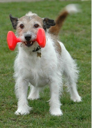 Clix Dumbbell Aport mały Clix Dumbbell Aport mały