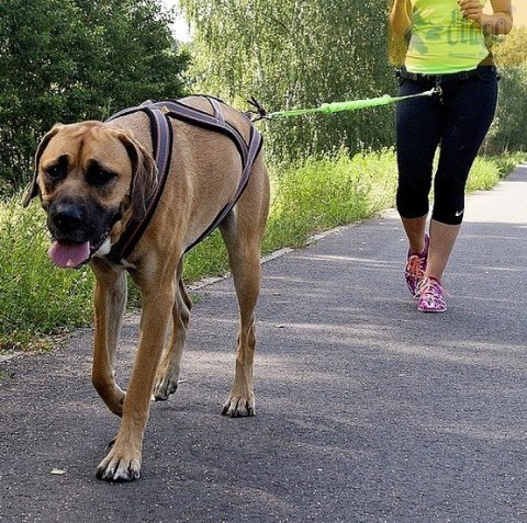 Dingo Smycz do biegania - taśma z amortyzatorem 170cm z karabińczykami zielona Dingo Smycz do biegania - taśma z amortyzatorem 170cm z karabińczykami zielona