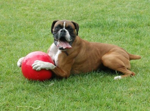 Boomer Ball XL - 10" / 25cm czerwona Boomer Ball XL - 10" / 25cm czerwona