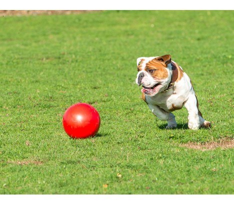 Boomer Ball XL - 10" / 25cm czerwona Boomer Ball XL - 10" / 25cm czerwona