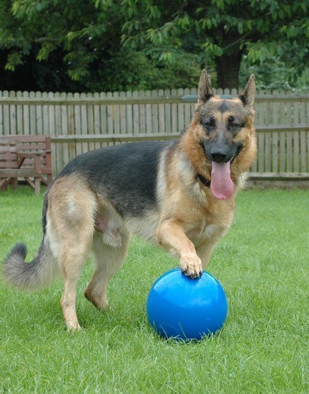 Boomer Ball XL - 10" / 25cm niebieska Boomer Ball XL - 10" / 25cm niebieska