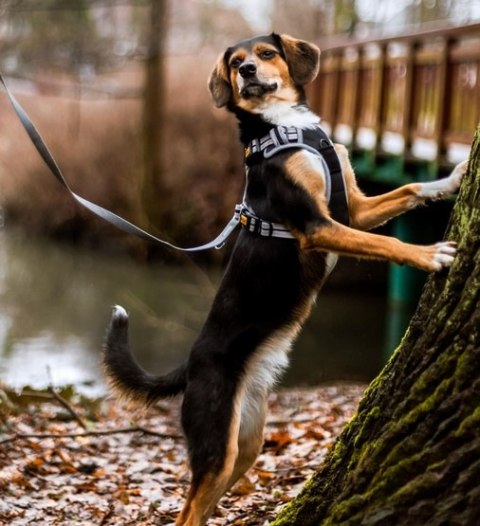 Dingo Szelki bezuciskowe Dynamic M czarne Dingo Szelki bezuciskowe Dynamic M czarne