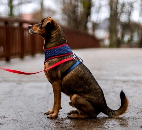 Dingo Szelki bezuciskowe z regulacją M granatowe Dingo Szelki bezuciskowe z regulacją M granatowe