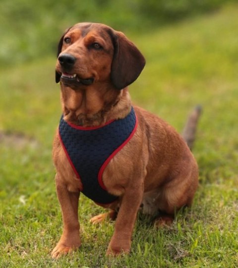 Dingo Szelki bezuciskowe z regulacją M granatowe Dingo Szelki bezuciskowe z regulacją M granatowe