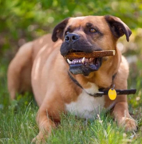 4DOGS Gryzak z poroża XXL+ easy 4DOGS Gryzak z poroża XXL+ easy