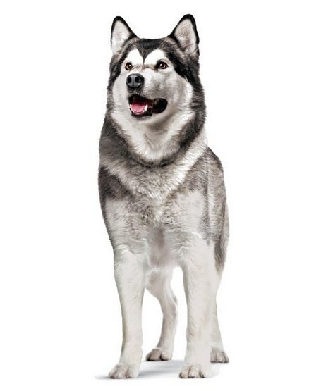 Royal Canin Joint & Ageing Chews Adult Supplements 240g Royal Canin Joint & Ageing Chews Adult Supplements 240g