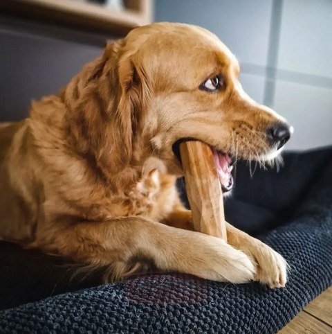 4DOGS Gryzak z drzewa oliwnego S 4DOGS Gryzak z drzewa oliwnego S
