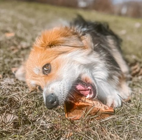 4DOGS Gryzak z korzenia drzewa wrzosowego S 4DOGS Gryzak z korzenia drzewa wrzosowego S