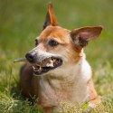 4DOGS Gryzak z poroża XL hard