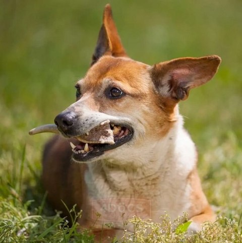 4DOGS Gryzak z poroża XL hard 4DOGS Gryzak z poroża XL hard