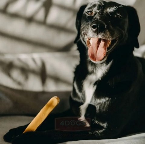 4DOGS Gryzak z sera himalajskiego Churpi Original L 4DOGS Gryzak z sera himalajskiego Churpi Original L