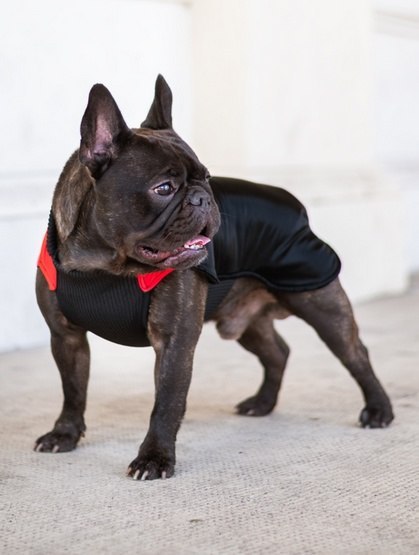 Chaba Ubranko regulowane Wear Magnifique 2XL czerwone