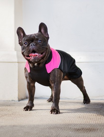 Chaba Ubranko regulowane Wear Magnifique XL różowe