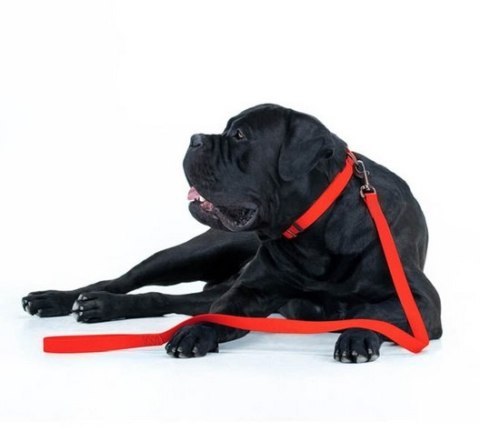 Collar Waterproof Smycz wodoodporna M 20mm/183cm czerwona Collar Waterproof Smycz wodoodporna M 20mm/183cm czerwona