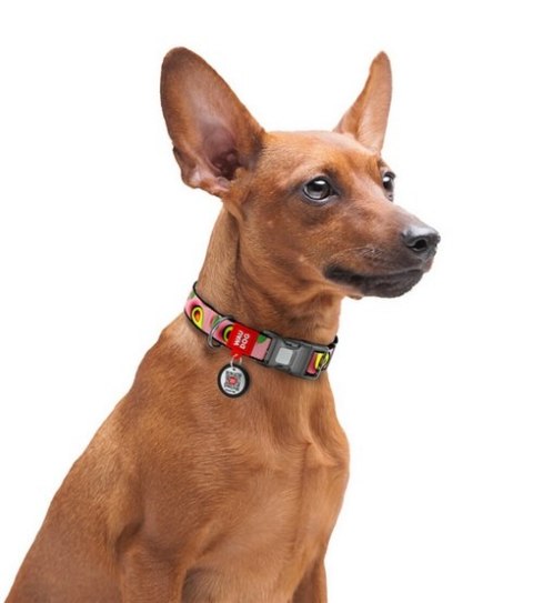 Collar WauDog Nylon Obroża nylonowa z QR-paszportem, plastikowy fastex, wzór AWOKADO NA RÓŻU, M 20mm/28-40cm