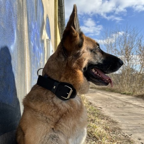 Dingo Obroża specjalna z taśmy 4,0x55-65cm czarna Dingo Obroża specjalna z taśmy 4,0x55-65cm czarna