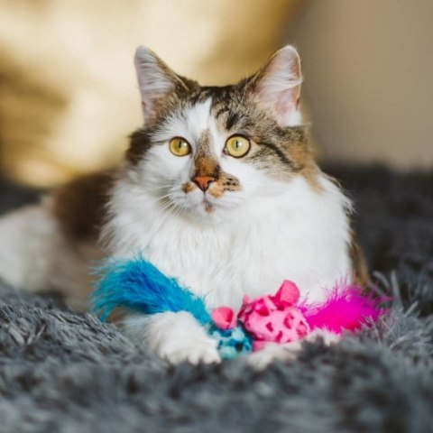 Dingo Zabawka dla kota - Kolorowe myszki 2szt różowa i niebieska Dingo Zabawka dla kota - Kolorowe myszki 2szt różowa i niebieska