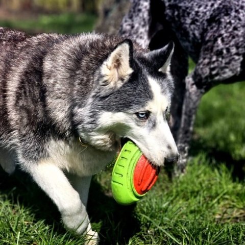 Dingo Zabawka dla psa - Guma TPR - Rugby Dent 17cm