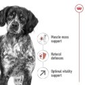 Royal Canin Medium Adult 7+ karma sucha dla psów dorosłych, ras średnich 15kg
