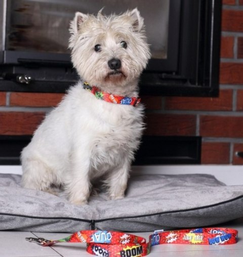 Matteo Obroża Klamra LED 25mm graffiti czerwone