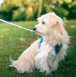 Zolux Szelki oddychające z siatki XS turkusowe