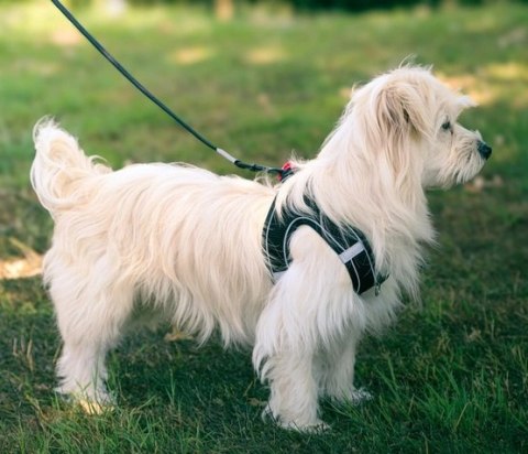 Zolux Szelki oddychające z siatki S zielone