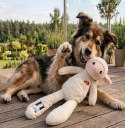 Zolux Zabawka pluszowa Furry Farm Owca Lenny 60cm