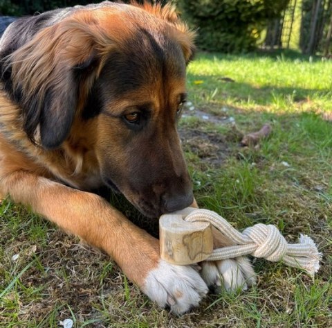 Dingo Psia-Kawka Gryzak z drewna kawowego sznur 1 węzeł 15cm