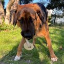 Dingo Psia-Kawka Gryzak z drewna kawowego sznur 1 węzeł 15cm
