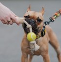 Dingo Psia-Kawka Gryzak z drewna kawowego sznur z piłką tenisową 33cm