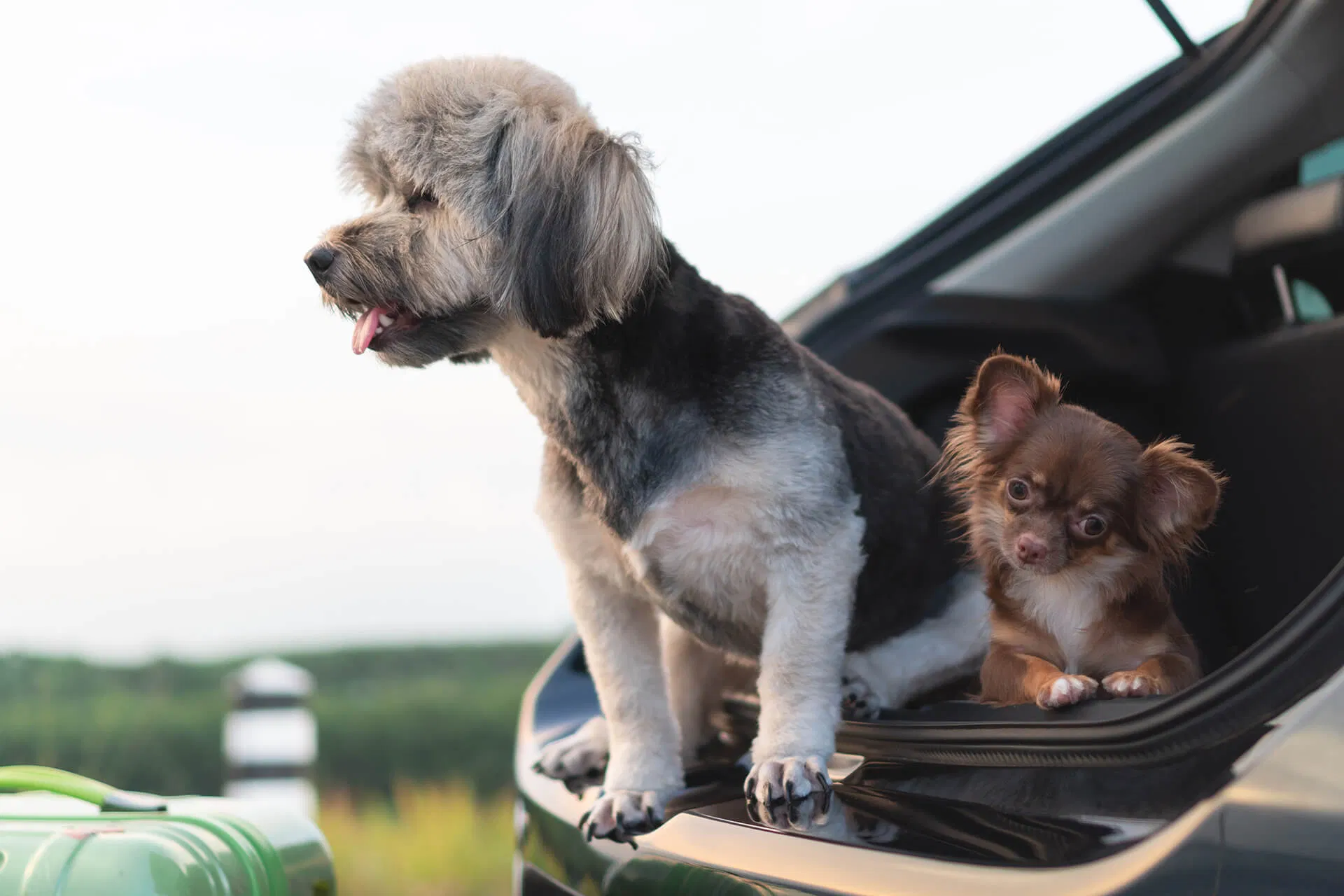 Pies w samochodzie – jak bezpiecznie go przewieźć?