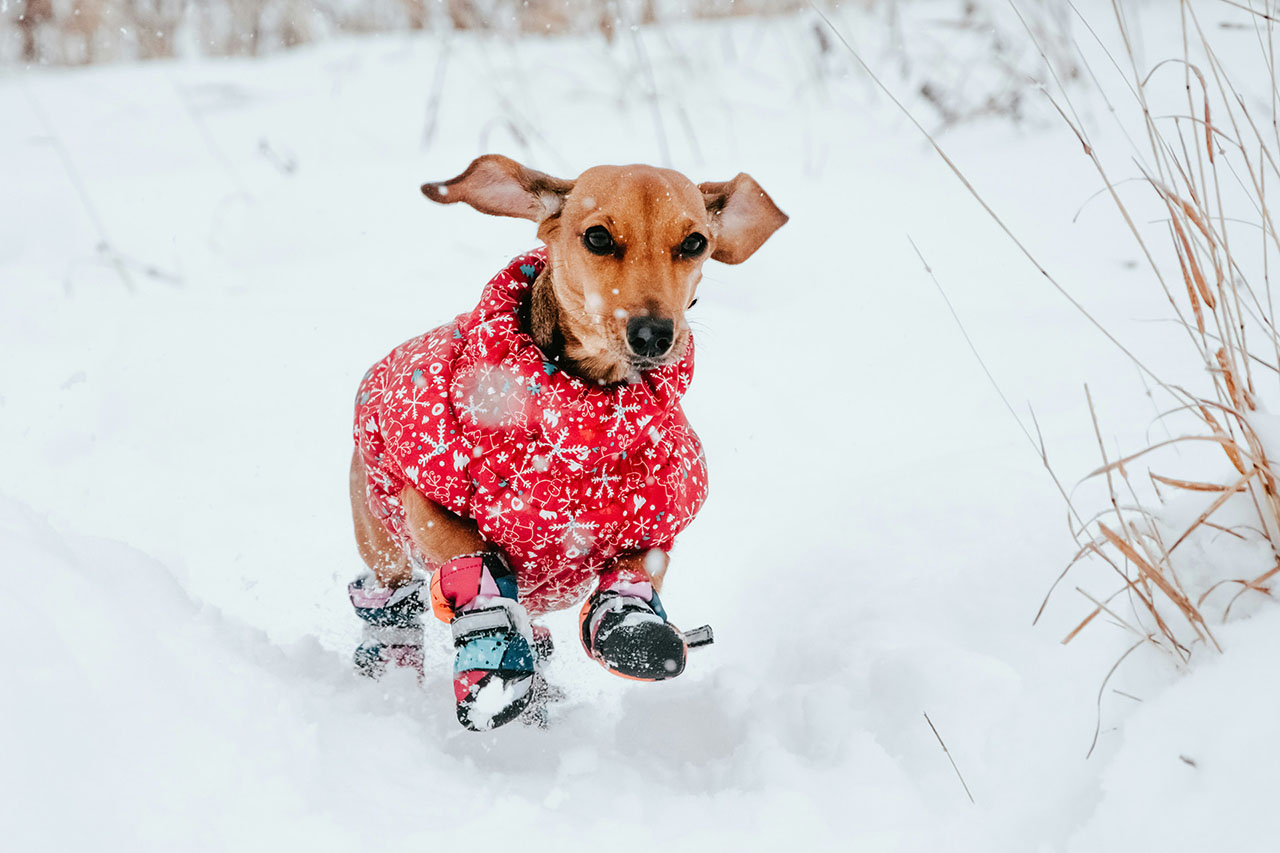 Jak dbać o psa zimą?